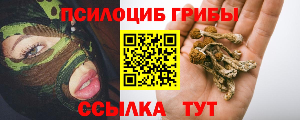 наркошоп  Воронеж  Псилоцибиновые грибы Psilocybe 